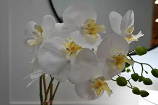 2956 Penelope Loop, Kissimmee, FL 34746 - Photo 22