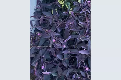 8437 Gibralter Street, Spring Hill, FL 34608 - Photo 30