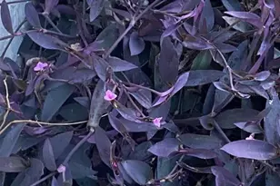 8437 Gibralter St, Spring Hill, FL 34608 - Photo 30