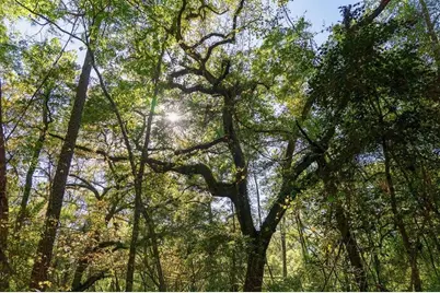 Tbd Lot 10 10th Terrace, Live Oak, FL 32060 - Photo 1