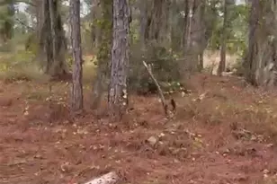 334 Sun Ct, Lake Placid, FL 33852 - Photo 10