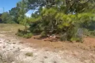 334 Sun Ct, Lake Placid, FL 33852 - Photo 4