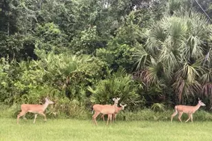 738 Via Como St, Kissimmee, FL 34759 - Photo 44