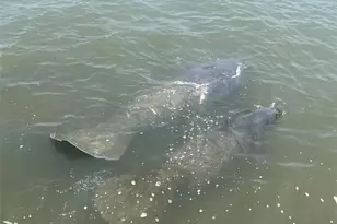 101 N Riverside Dr, New Smyrna Beach, FL 32168 - Photo 52