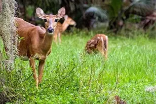 799 Oak Shadows Rd, Celebration, FL 34747 - Photo 88