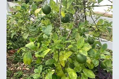 244 Lexington Drive, Daytona Beach, FL 32114 - Photo 68