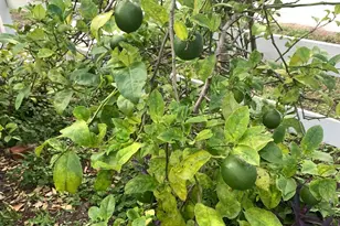 244 Lexington Dr, Daytona Beach, FL 32114 - Photo 68