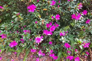 55 Oak Hollow Dr, Apopka, FL 32712 - Photo 66