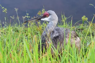502 Willowlake Ct, Lake Mary, FL 32746 - Photo 58