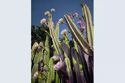 29 E Princeton Street, Orlando, FL 32804 - Photo 22