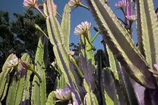 29 E Princeton St, Orlando, FL 32804 - Photo 22