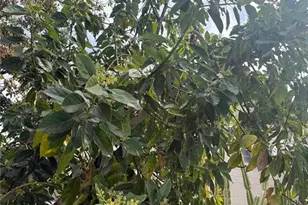 29 E Princeton St, Orlando, FL 32804 - Photo 20