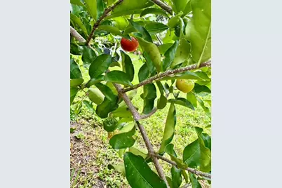 1815 Barker Drive, Winter Park, FL 32789 - Photo 40