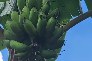 632 Blenheim Loop, Winter Springs, FL 32708 - Photo 54