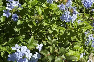 33015 Sahara Ct, Sorrento, FL 32776 - Photo 56