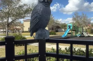 1996 Leather Fern Dr, Ocoee, FL 34761 - Photo 38