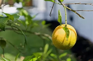 1117 Kenwood Ave, Winter Park, FL 32789 - Photo 44