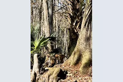 3012 NE 104th Avenue, Silver Springs, FL 34488 - Photo 74