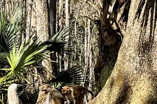 3012 NE 104th Ave, Silver Springs, FL 34488 - Photo 74