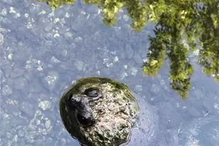 3012 NE 104th Ave, Silver Springs, FL 34488 - Photo 72