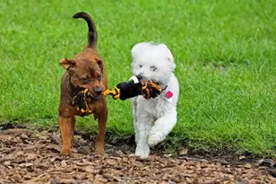 8604 Oakstone Cir, Leesburg, FL 34748 - Photo 22