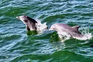 402 Bouchelle Dr, New Smyrna Beach, FL 32169 - Photo 54