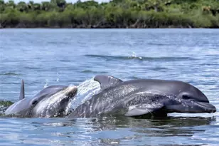 402 Bouchelle Dr, New Smyrna Beach, FL 32169 - Photo 52