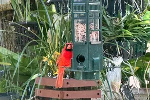 1651 Amsel Fls Pk Ter, Winter Garden, FL 34787 - Photo 30