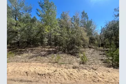 Kitty, Interlachen, FL 32148 - Photo 6