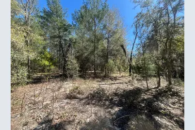 Kitty, Interlachen, FL 32148 - Photo 2