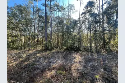 Banks, Interlachen, FL 32148 - Photo 2