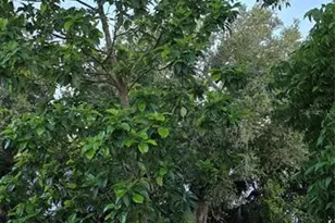 13206 SW 144th Pkwy, Okeechobee, FL 34974 - Photo 48