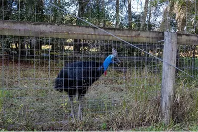 19350 NW 123rd Court, Micanopy, FL 32667 - Photo 54