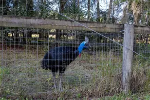 19350 NW 123rd Ct, Micanopy, FL 32667 - Photo 54