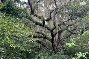 3231 NE Hwy 41, Williston, FL 32696 - Photo 8