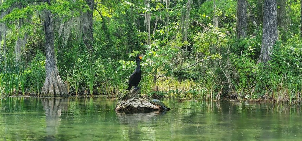 8501 209th Ct, Dunnellon FL  34431-5341 exterior