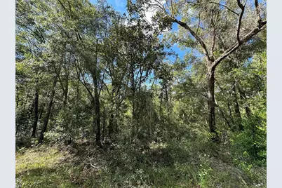 000 NE 156th Avenue, Williston, FL 32696 - Photo 4