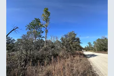 Tbd NE 117th Terrace, Williston, FL 32696 - Photo 8