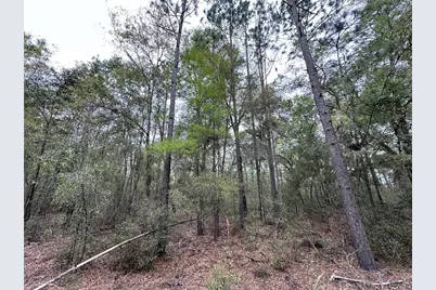 Tbd NE 154th Avenue, Williston, FL 32696 - Photo 2