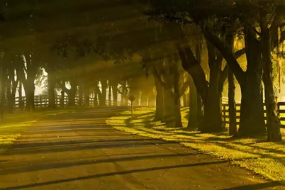 0 SE 116th Place Road, Ocala, FL 34480 - Photo 4