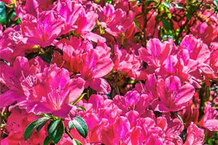 7699 NW 56th Pl, Ocala, FL 34482 - Photo 50