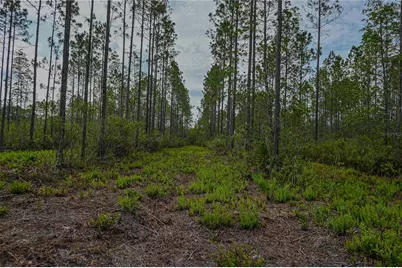Ne 150th Ave Road #LOT 3, Fort Mc Coy, FL 32134 - Photo 32