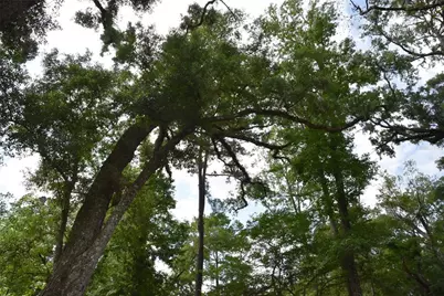 3019 NE 709th Avenue, Old Town, FL 32680 - Photo 40