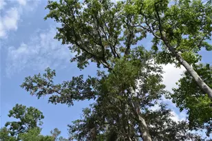 3019 NE 709th Ave, Old Town, FL 32680 - Photo 44