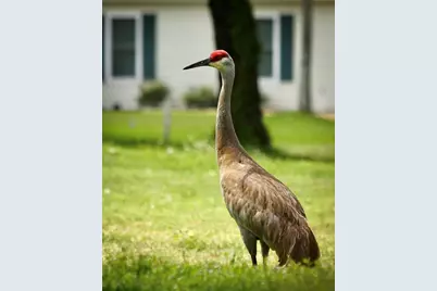 13816 SW 112th Terrace, Dunnellon, FL 34432 - Photo 90