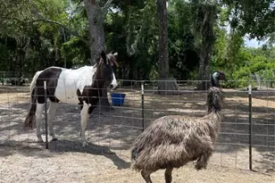 4059 McKethan Rd, Dade City, FL 33523 - Photo 12