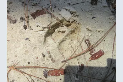 0 SE 10th Street, Silver Springs, FL 34488 - Photo 46