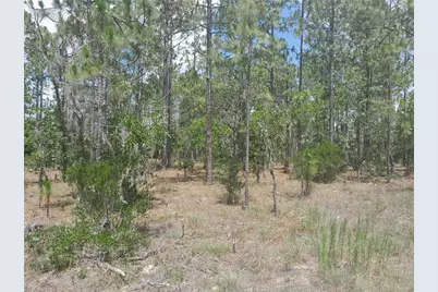 Tbd NE 149th Court, Williston, FL 32696 - Photo 1