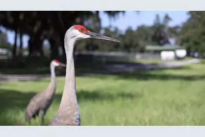 5540 SE 157th Street Road, Summerfield, FL 34491 - Photo 6