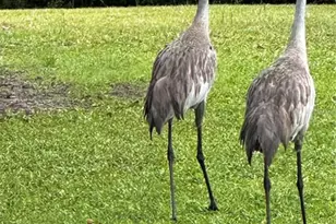 15225 NE 246 Ave, Salt Springs, FL 32134 - Photo 84